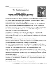 Eisbär-Adjektive-bestimmen.pdf